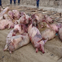 Спалах африканської чуми свиней