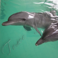 Із басейну зникли два дельфіни вартістю двісті тисяч доларів