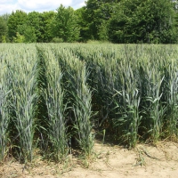 Дощ підмочив якість пшениці