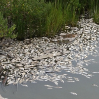 Риба у водосховищах загинула через нестачу кисню