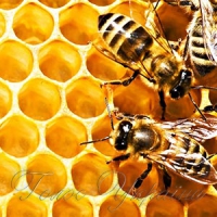 Меду не буде: загинули бджоли