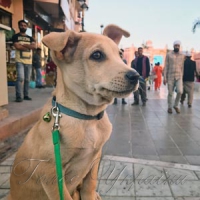 Врятована киянами в Індії собака стала зіркою Інтернету