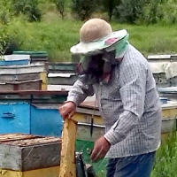 Как пчелы помогают выживать жителям  прифронтовых территорий
