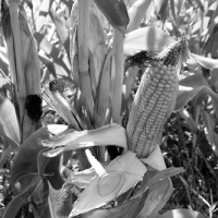 «Кукурудзяні» втрати зменшують прибутки