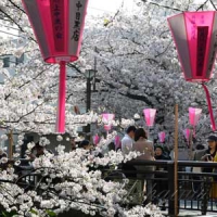 У Японії — сезон цвітіння сакури