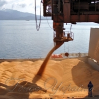 Експорт зернових перевищив 35 мільйонів тонн