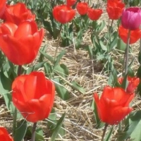 Тюльпанове диво «Лілі Лайн»