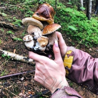 Білі гриби - центнерами, але місця треба знати