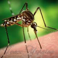 Комариний укус  аж ніяк не небезпечний.  Особливо в Сербії,  Греції та Італії