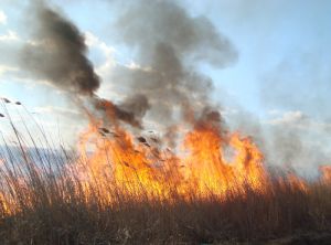 На территории Нижнеднестровского нацпарка вспыхнул пожар