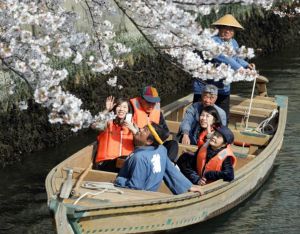Цвітіння сакур в Японії — подія національного масштабу