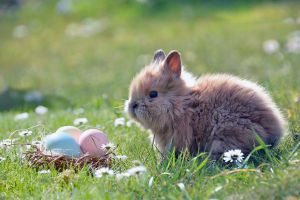 Чому яйця приносить Великодній заєць?