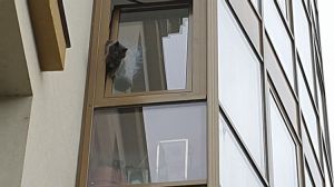Ужгород. Рятувальники дістали кота, який застряг у вікні