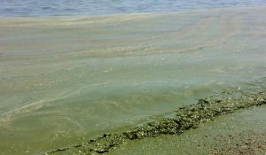 Черное море позеленело и опасно для купания