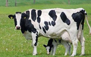 В Ривненской области будут разводить чистопородных коров