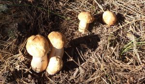 Пустеля серед літа вкрилася делікатесними грибами
