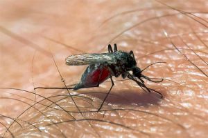 Бійтеся комарів, попереджає влада Греції