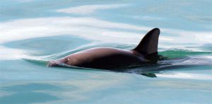 У Херсонській області врятували дельфінятко