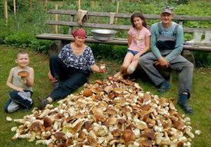 Рекордне «тихе полювання» —  92 кілограми білих грибів