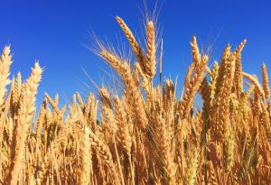 Ячмень успешно конкурирует с пшеницей в Хмельницкой области