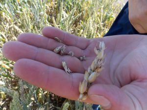 Зерно не налито, собирать сложно — таковы реалии жатвенной кампании на Прикарпатье