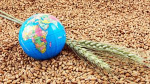 Украина увеличила экспорт зерновых и зернобобовых