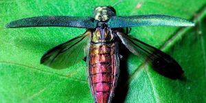 На Луганщині комаха наробила біди