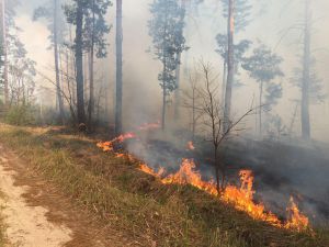 Лес в Котелевском районе удалось спасти