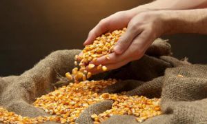 Мінекономрозвитку зняло обмеження на експорт кукурудзи