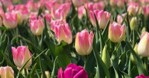 В Киеве выставку тюльпанов смогут увидеть все