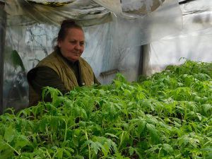 Надія Михайлішина з Острівська ділиться досвідом вирощування помідорів