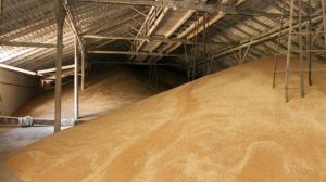 «Миші», які нібито з’їли тисячі тонн зерна, мають імена та посади