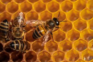 У Польщі загинуло понад мільйон бджіл