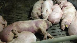 На Полтавщині виявили нове вогнище африканської чуми свиней