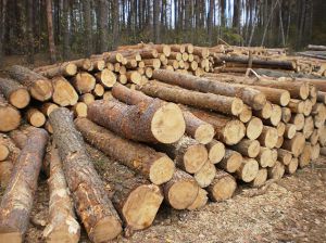 Чернігівщина: Просять зупинити незаконне  вирубування лісів