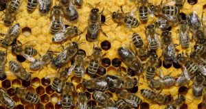 Из-за корыстолюбцев пчеловодство станет нерентабельным