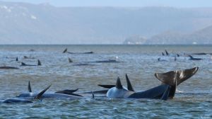 На берег викинулося майже 400 китів