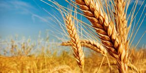 Сподівання на пшеницю, жито і тритикале