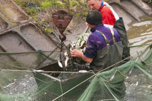 Одеська область: В очікуванні рибного врожаю