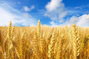 Обсяги експорту пшениці поки що не переглядатимуть