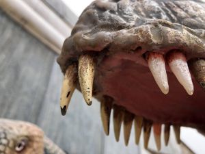 Херсон: Динозаври отримали власних дантистів