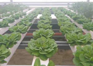 Вирощувати салати у теплицях допомагає науковий підхід