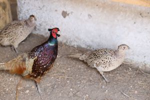 Херсон: У природу випустять королівських фазанів