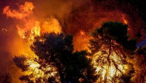 В Греции  лесные пожары