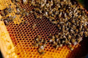 Херсонщина: Мед скуповують дешево