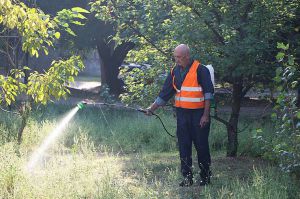 Дніпро: Агрохімічний метод боротьби з амброзією довів ефективність