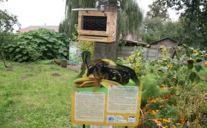 Луцк: Говорили о роли диких пчел в экосистеме