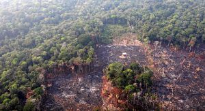 В Амазонії зафіксували рекорд з вирубки лісу за останні 15 років