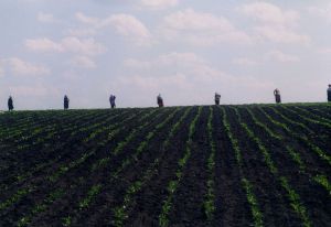 Херсонщина: Здоровье полей проверяют эксперты