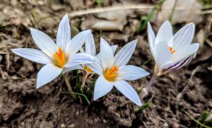 Миколаївщина: Весну зазивають первоцвіти 